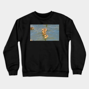 Three Canada Goose Goslings Swimming Together Crewneck Sweatshirt